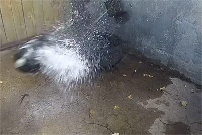 Screen capture of the Steelhead's Turkey Tank Tom Burst Test